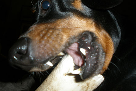 gnaw on